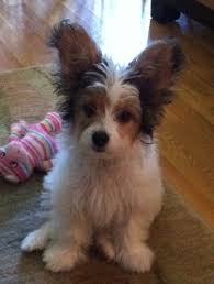 Black And White Papillon Shih Tzu Mix Papi Poo Dog Breed Health Temperament Feeding Training And Puppies Petguide Papillon Dog Papillon Dog Puppy Poodle Mix Breeds