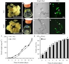 We did not find results for: Embryogenic Cell Suspensions For High Capacity Genetic Transformation And Regeneration Of Switchgrass Panicum Virgatum L Biotechnology For Biofuels Full Text