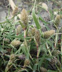Image result for Crypsis schoenoides