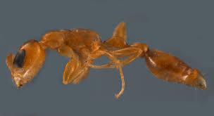 Image result for Pseudopod Ospermum