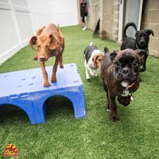 During the week, the dogs enjoy a full day of daycare, and on. Safe Fun And Caring Doggy Daycare Services The Dog Stop