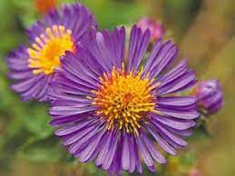 Richters Product Listing Purple Flower Names Wild Flowers Flower Names