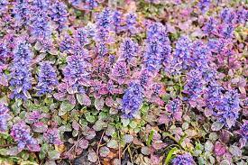 Countries that start with c. 11 Stunning Flowers That Start With C With Pictures Trees Com