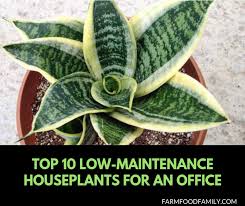These plants grow naturally in shady conditions and tend to do well with bright, indirect light indoors. Top 10 Low Maintenance Low Light Houseplants For An Office