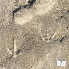 Animal Tracks In 2020 Animal Tracks Outdoor Education Education Center