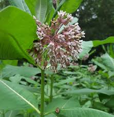 Image result for Asclepias schumanniana