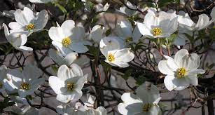 We did not find results for: North Carolina State Flower The Flowering Dogwood Proflowers Blog