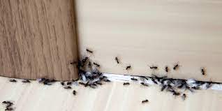 Climb up one the ladders to defend the void knight from there, using magic and or range. Pest Control Quality Control Inc Video