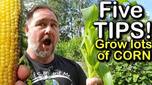 So you can try growing corn from an ear of corn. 5 Tips How To Grow A Ton Of Sweetcorn In One Raised Garden Bed Or Container Youtube