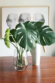 Growing Monstera In Water Forever Water Plants Indoor Plants Plants Grown In Water