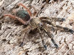 Maybe you would like to learn more about one of these? Ephebopus Murinus Skeleton My Monsters