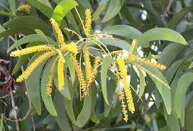 Image result for Acacia auriculiformis