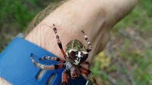 We did not find results for: Giant Lichen Orbweaver Youtube