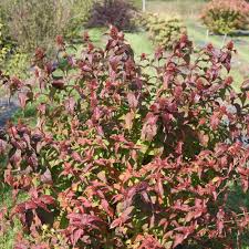 Over 976 dwarf shrub pictures to choose from, with no signup needed. Diervilla Kodiak Black Dwarf Bush Honeysuckle Sugar Creek Gardens