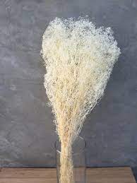 Dried Baby S Breath Dried Gypsophila Dried Flowers Etsy Dried Flowers Gypsophila Babys Breath