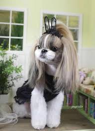 Discover Cute Shih Tzu Puppies Exercise Needs Shihtzuclub Shitzugoiania Shihtzuhaircuts Dog Grooming Styles Shih Tzu Grooming Grooming Style