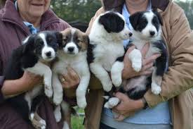 When bred together, both varieties may appear in a litter. Border Collie Pups Puppy Te Koop Collie Puppies Puppies And Kitties Border Collie Puppies For Sale