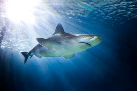 May 21, 2021 · shark week trivia shark week party shark week shark. Get Ready For Shark Week With A Giveaway And Shark Trivia Between Us Parents