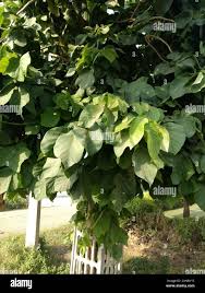 Image result for Fernandoa