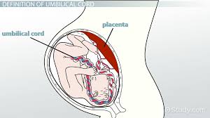 Image result for curriculum definition image in tamil