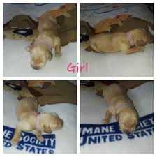 The golden retriever is family friendly, affectionate, and fun! Golden Retriever Puppies For Sale Walkersville Md 298867