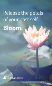 Inspiration From The Lotus Flower Lotus Flower Quote Flower Quotes Bloom Quotes