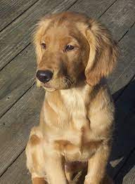 Golden mountain dogs for sale. German Shepherd Golden Retriever Mix Puppies For Sale Wisconsin Pets Lovers