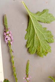 Image result for Verbenaceae