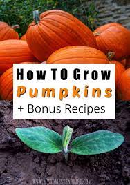 How To Grow Harvest Store And Use Pumpkins Growing Pumpkins Grow Pumpkins From Seeds Pumpkin