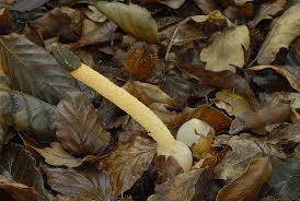 Image result for Mutinus caninus