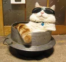 The Cool Customer Cat Sleeping Cat Sleeping Positions Funny Cat Memes