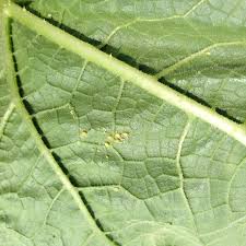 Basically all the influences that. Fs1272 Common Insect Pests In Hop Yards Rutgers Njaes