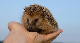 Exotic pet vets in my area. Veterinary Care For Exotic Pets Why Is It So Complicated