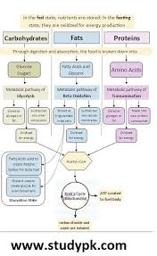 Ap Biology Biochemistry Basics Pogil Answer Key Pin On Mcat Biology Study Guide