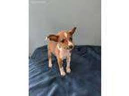 Get advice from breed experts and make a safe choice. Puppyfinder Com Basenji Puppies Puppies For Sale And Basenji Dogs For Adoption Near Me In Wisconsin Usa Page 1 Displays 10
