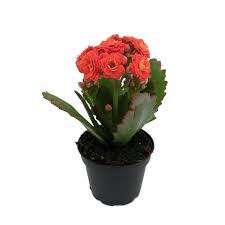 Image result for Kalanchoe calandiva