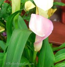 How To Grow Calla Lilies Lily Plants Lily Plant Care Calla Lily
