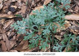 Image result for Selaginella lewalleana