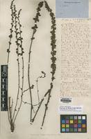 Image result for Alectra vogelii