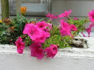 10 Advice That You Must Listen Before Embarking On Petunia Flower Name In Hindi Petunia Flo Petunia Flower Petunias Flowers Name List