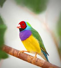 Small Green Bird With Red Spot On Head Pin On All Types Of Birds