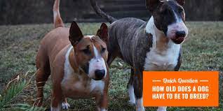 How Old Does A Dog Have To Be To Breed Breeding Business