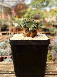 Image result for Nananthus vittatus