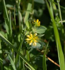 Image result for Trifolium dubium