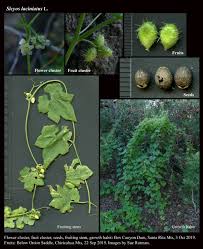 Image result for Sicyos