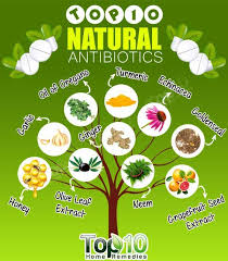 Top 10 Natural Antibiotics Top 10 Home Remedies Natural Antibiotics Natural Health Remedies Health
