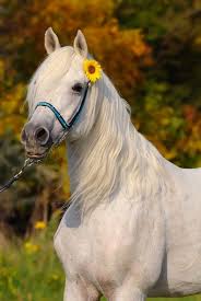 pin by melissa nicola thome on white horses white arabian horse horses cute horses