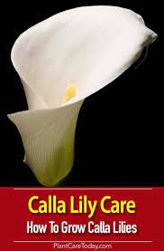 Calla Lily Care How To Grow Calla Lilies Lily Plants Calla Lily Lily Plant Care