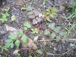 Image result for Oenanthe