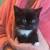 Fluffy Adorable Black And White Kittens